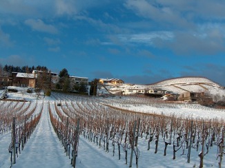 Les vignes de Bevaix sur le haut